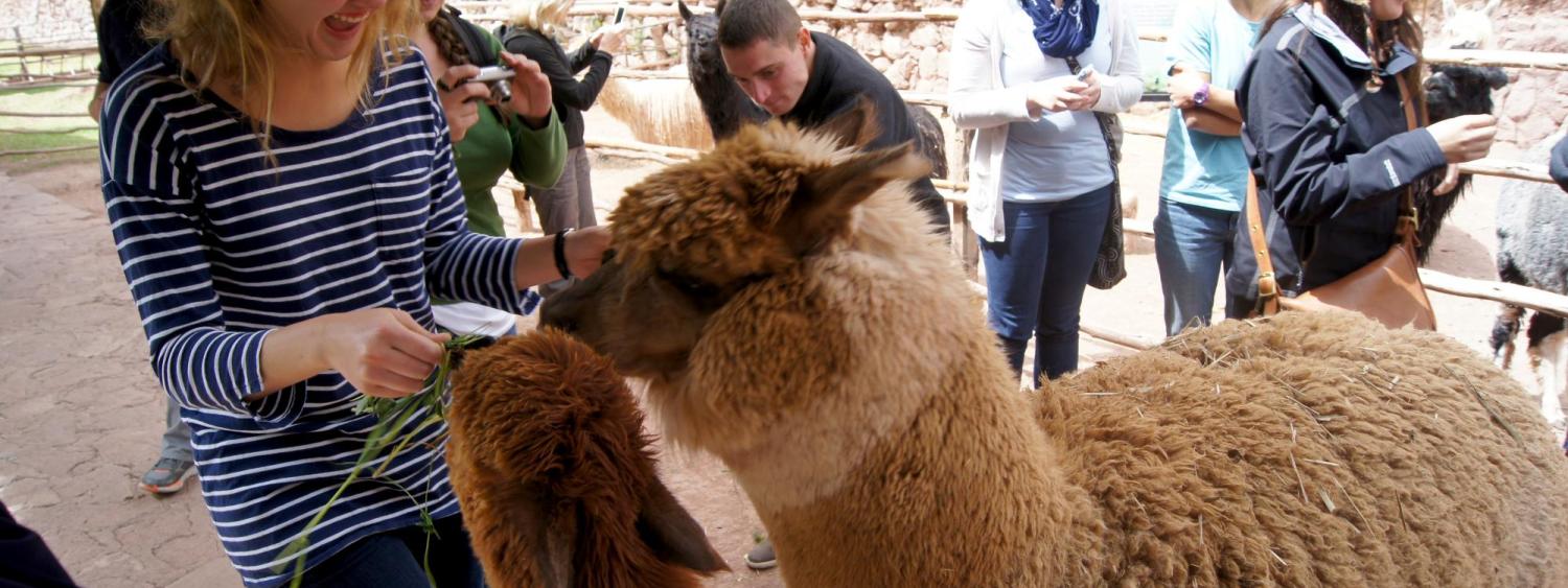 natalie feeding grass to a alpaca