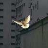 white dove 