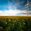 field of sunflowers with a wind turbine