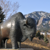 buff statue