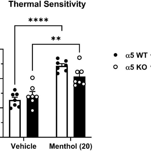 Effect of menthol on thermal nociception in α5 WT and KO mice