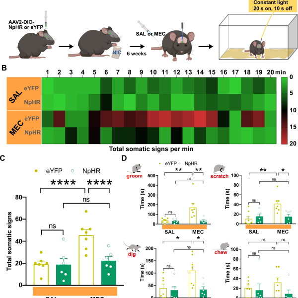 Schematic, generated using Biorender, of the social behavior paradigm and recording strategy used