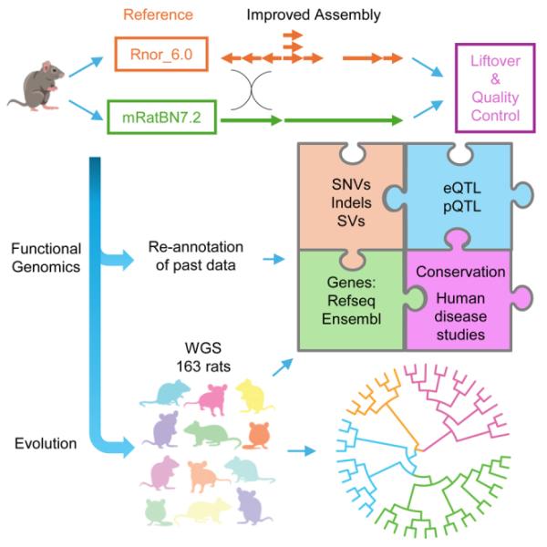 mRatBN7.2 is a rat reference genome with improved contiguity and accuracy