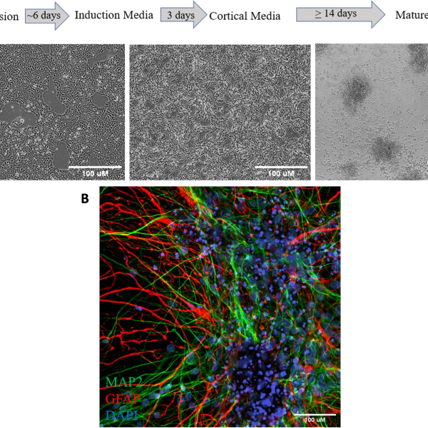 Generation and characterization of hiPSC derived neuron and astrocyte coculture.