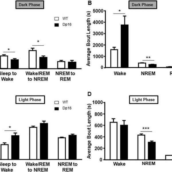 Dp16 mice show disturbed sleep pattern measured in number of transitions and average bout lengths.
