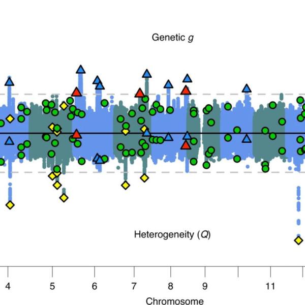 The heterogeneity statistic (Q) indexes whether a SNP evinces patterns of association with cognitive traits departing from the pattern that would be expected if it were to act on the traits via genetic g