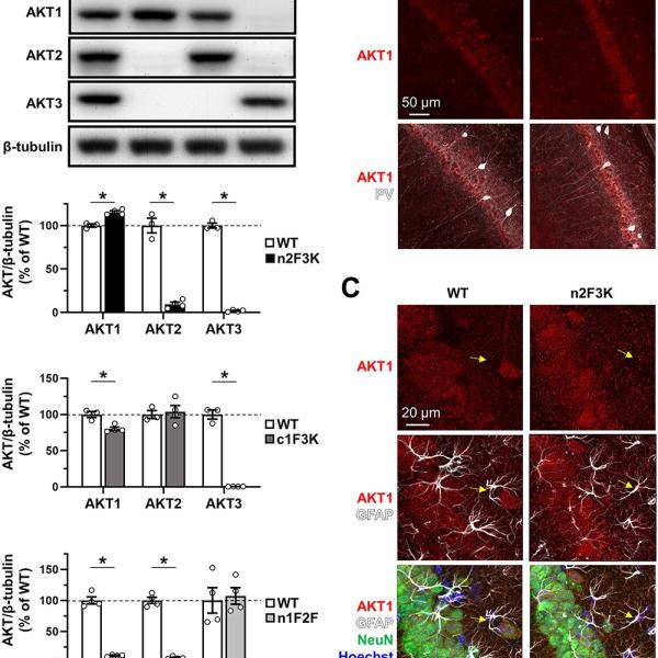 AKT isoform expression in response to genetic deletion of the other two isoforms. (A) Western blot analysis of AKT isoform levels in hippocampal lysates prepared from Akt mutant mice.