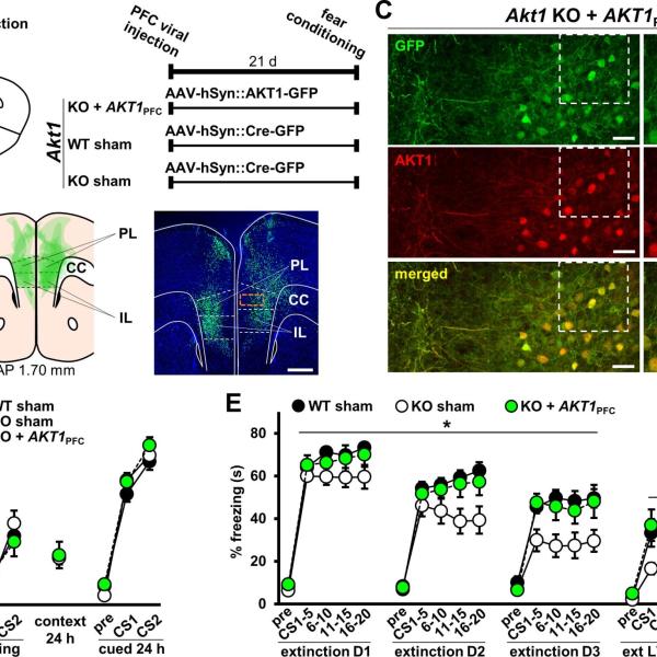 Restoration of AKT1 expression in the PFC normalizes extinction learning and LTM in Akt1 KO males