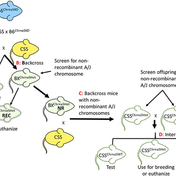 Schematic of the breeding strategy used to generate CSS possessing the Chrna5 null mutation