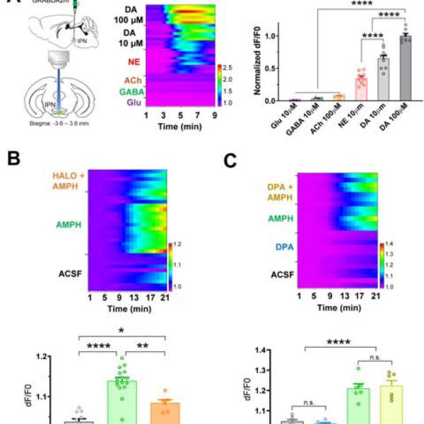 Dopamine sensing in the IPN