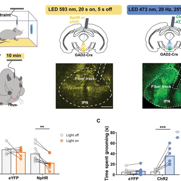Grooming behavior was measured in NpHR or eYFP mice (n = 6 to 9 per group) during light-off and light-on conditions after stress and in ChR2 or eYFP mice (n = 6 to 7 per group) during delivery of blue light into the IPN