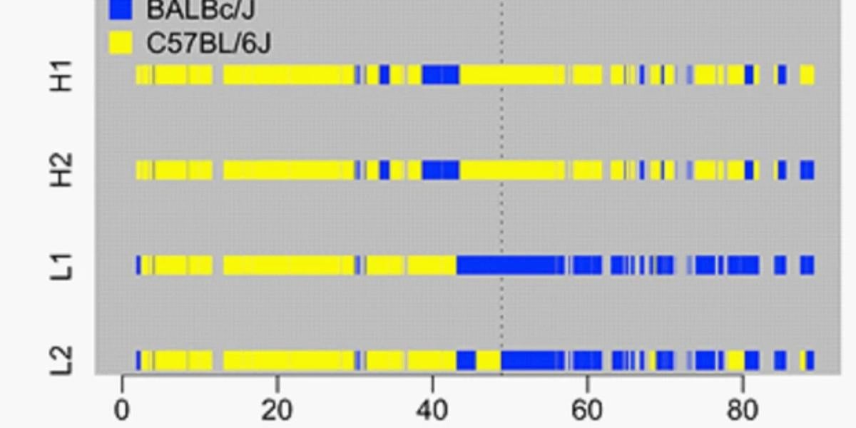 Assigned strain-of-origin for each allele carried by the high and low activity line (H1, H2, & L1, L2, respectively) on chromosome 7