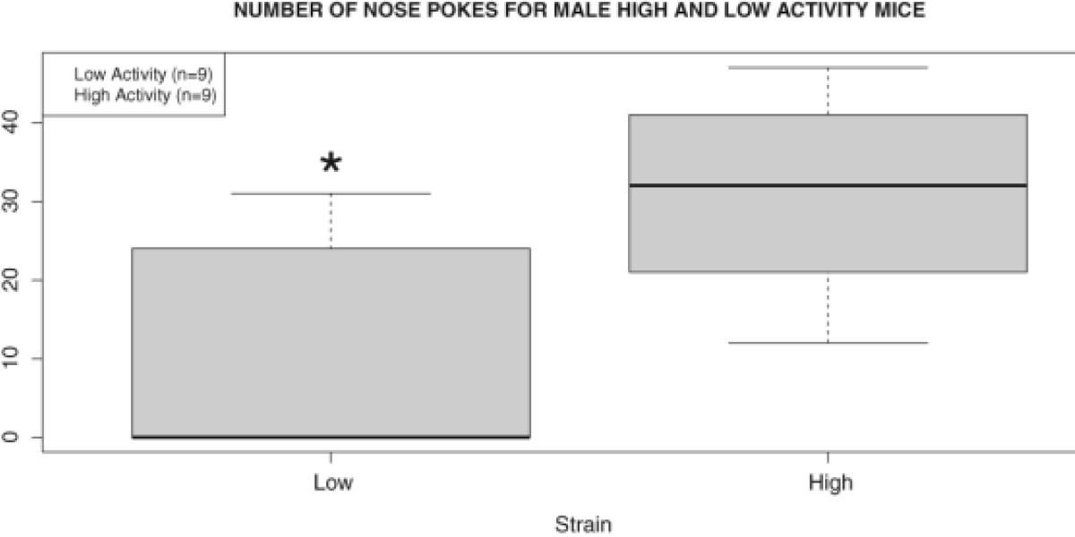 Number of nose pokes during the novel object exploration test for male High and Low Activity mice.