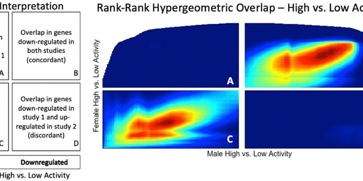 The left figure describes the differential gene expression that is represented in the RRHO heat map output, high versus low activity mice