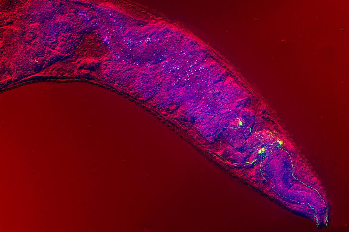 c elegans