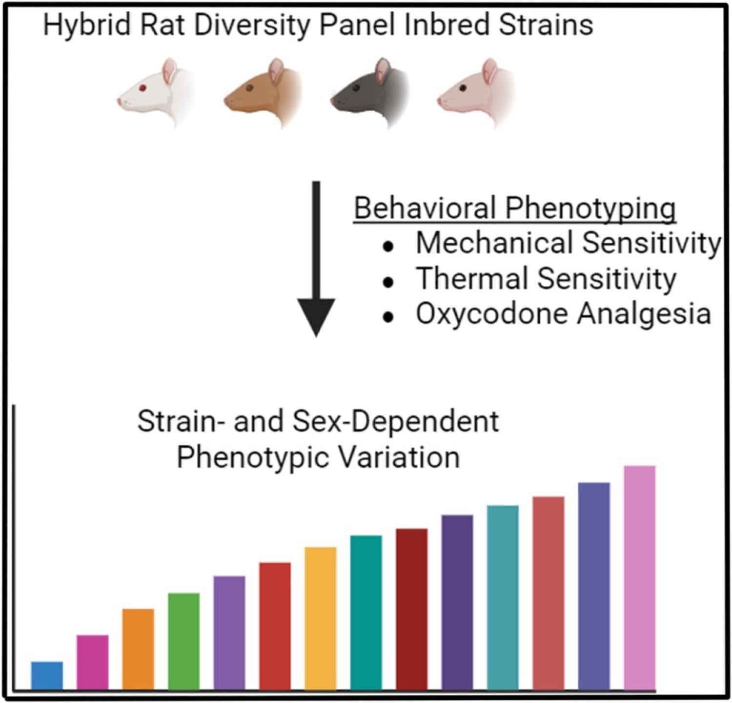 rats opioids