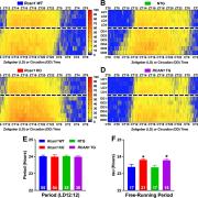 RCAN1 mediates the circadian periodicity but not the photic entrainment of wheel running