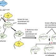 Schematic of the breeding strategy used to generate CSS possessing the Chrna5 null mutation