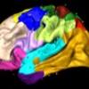 Adolescent Brain