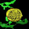 A three-dimensional structure of membrane contact sites (red) between endoplasmic reticulum tubules (green) and mitochondria (purple) in a yeast cell (right) or an endosome (yellow) in an animal cell (left) are seen. Tomography by Matthew West.