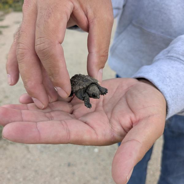 snapping turtle baby