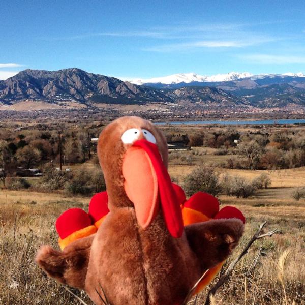 Thanksgiving turkey in Boulder