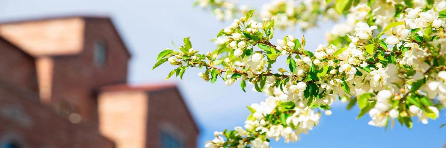 spring flowers