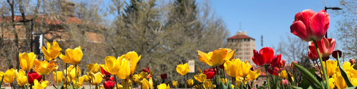 CU Boulder campus in spring