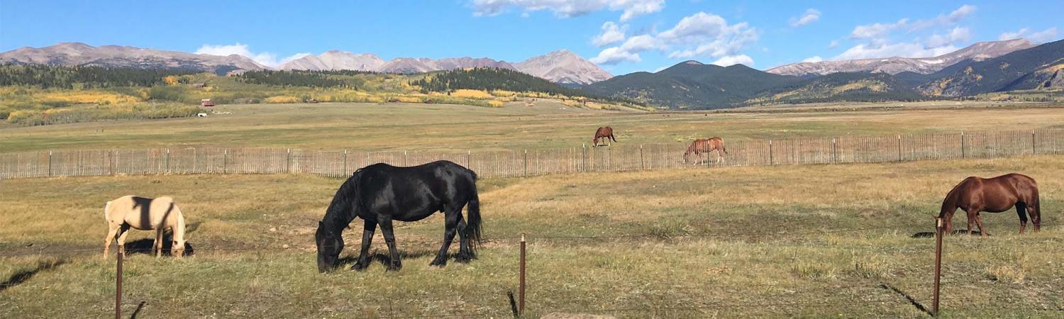 horses in a field