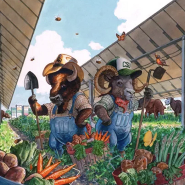 CU and CSU mascots in farming attire