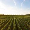 wine country