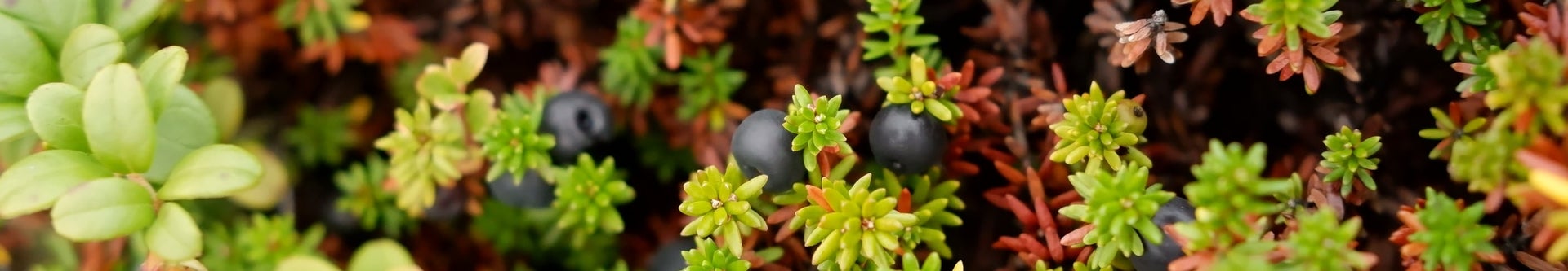 Closeup view of blueberries and other tundra plants