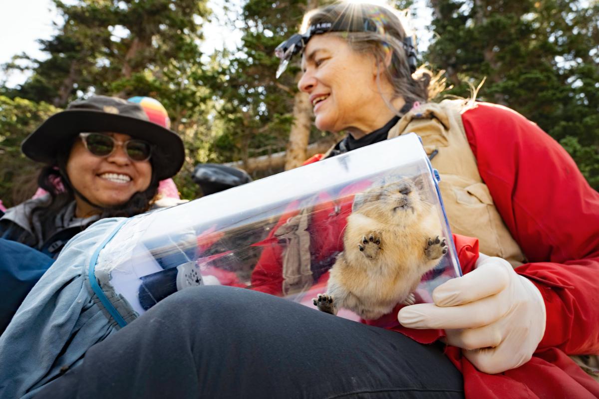 Airy Peralta and Chris Ray hold a pika in a clear plastic chamber. Photo by Kristi Odom