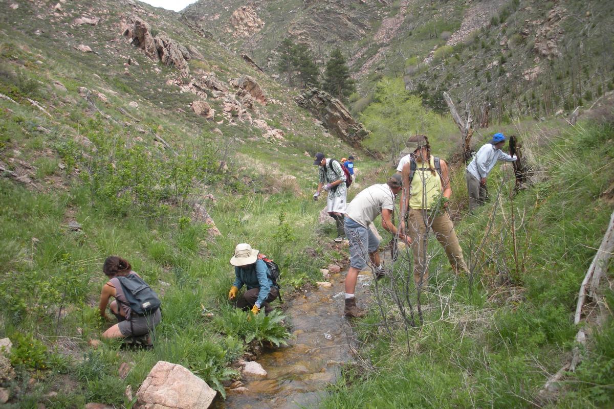 6 volunteers stand in and around a small intermittent stream in a steep valley. They are working to restore its riparian zone
