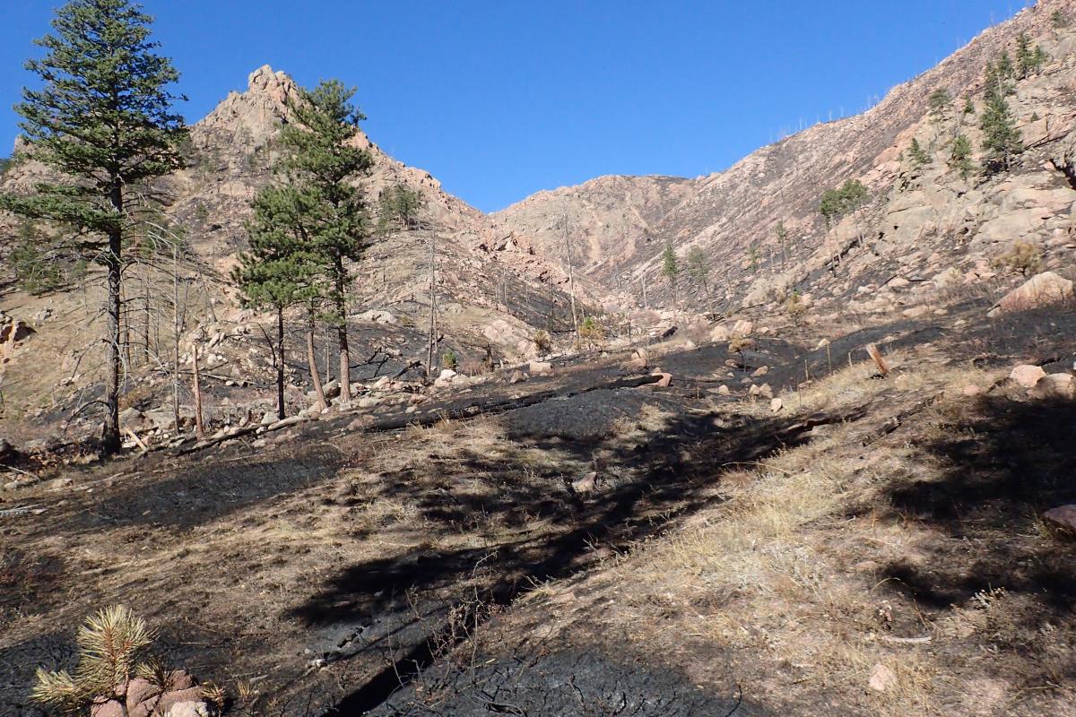 Burned grassy areas in a sparsely vegetated hilly valley, dotted with a few pine trees