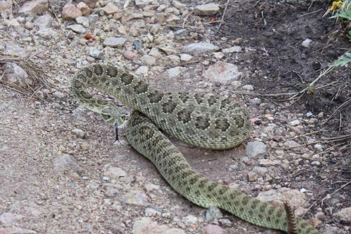 A rattlesnake on a rocky trail looks directly at the camera from a short distance away