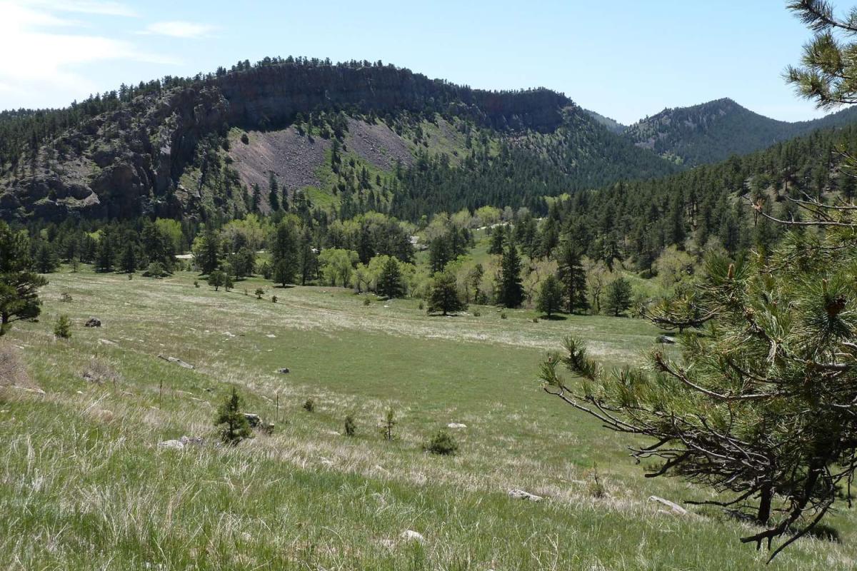 A large meadow, including cheatgrass, with forested hills behind