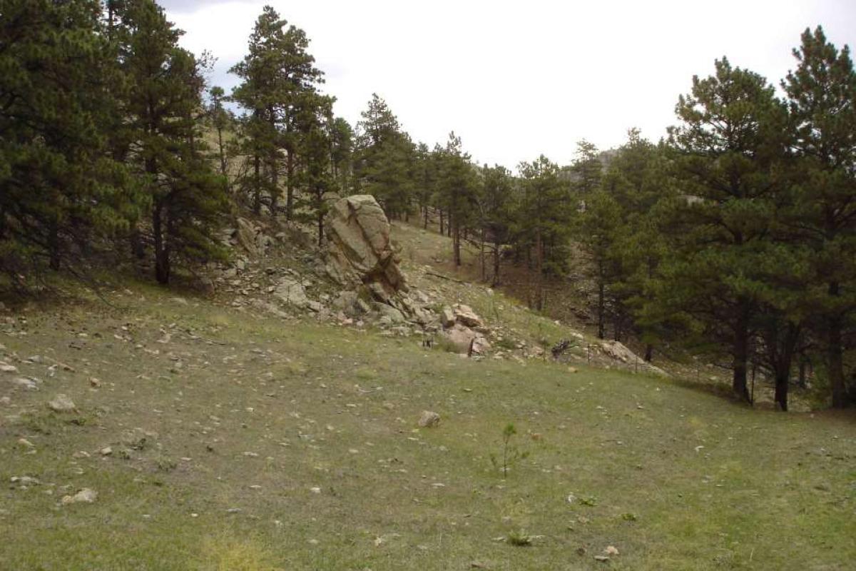 A grazed area with very short grasses bordered by pine trees