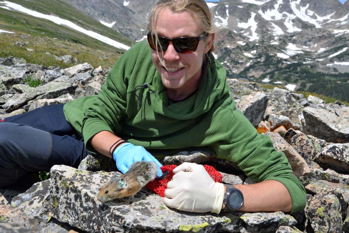 Undergrad Max Wasser releases a pika up in the alpine as part of his study of pikas and snow-cover