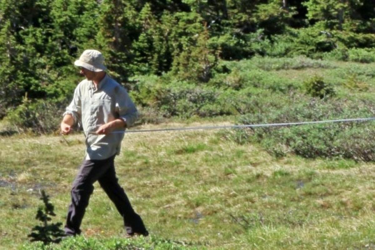 Two researchers use a long tape measure while working in a sub-alpine meadow