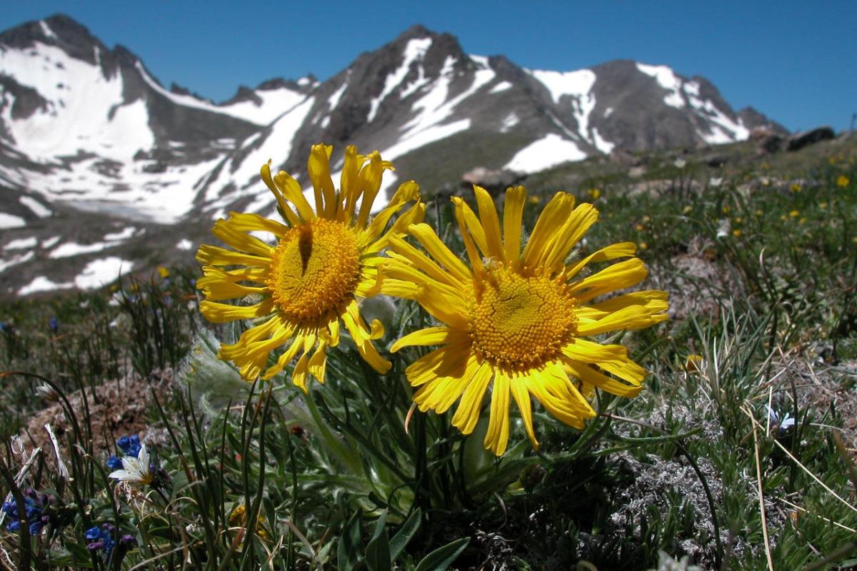 Close up of two yellow tundra flowers with steep mountains behind