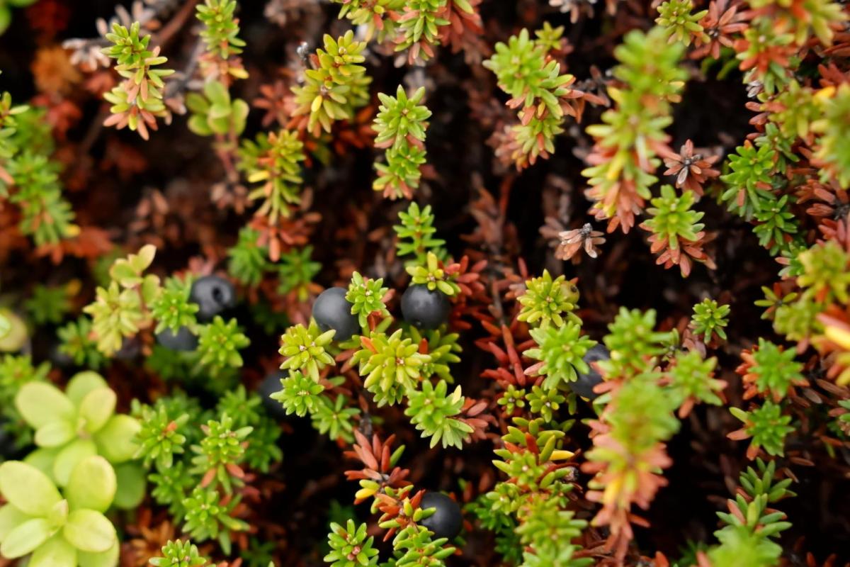 Closeup view of blueberries and other tundra plants