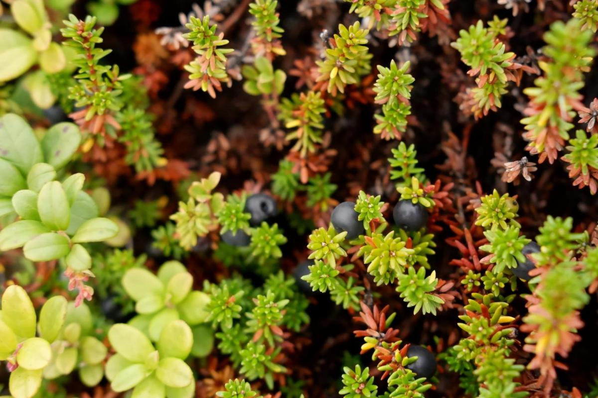 Closeup view of tundra plants