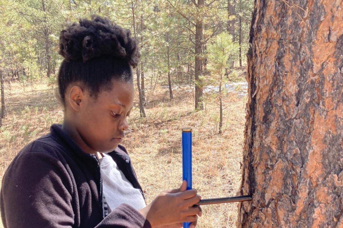 Sade Clemons twists a hand auger to take a narrow core from a tree