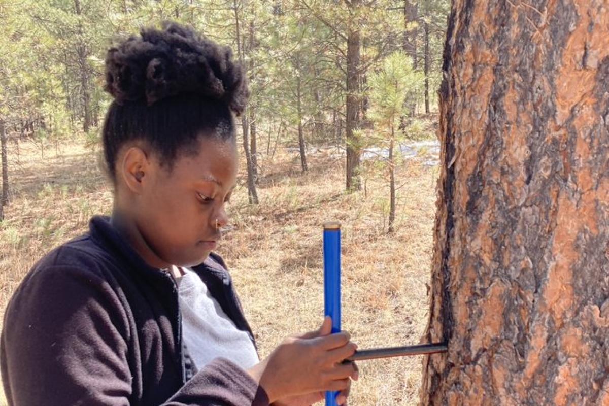 Sáde Cromratie Clemons uses a hand auger to take a tree ring sample