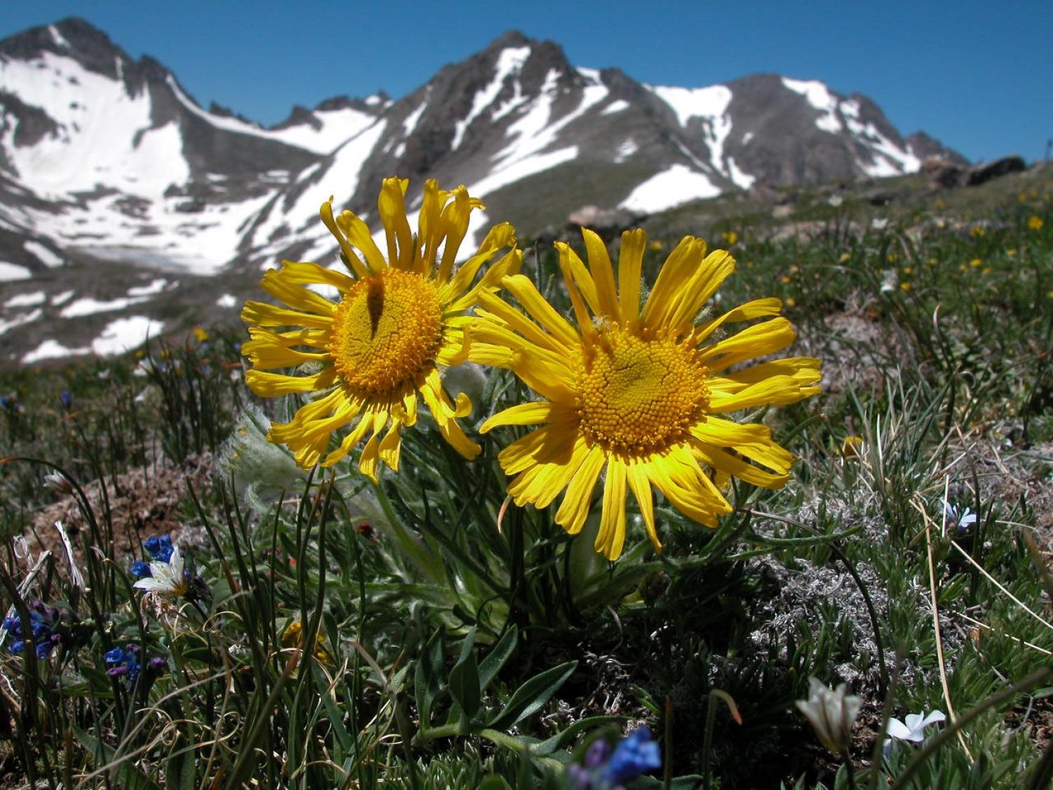 Close up of two yellow tundra flowers with steep mountains behind