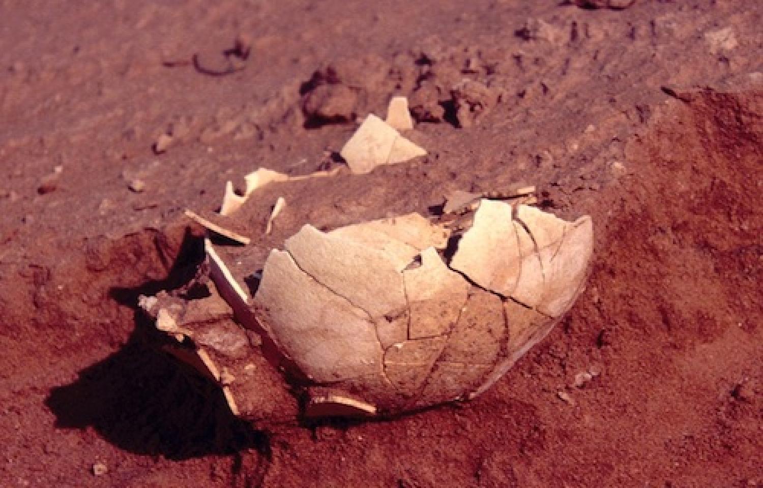 An eggshell of the extinct Genyornis from central Australia, part of a series of shells representing more than 100,000 years of geochronology.