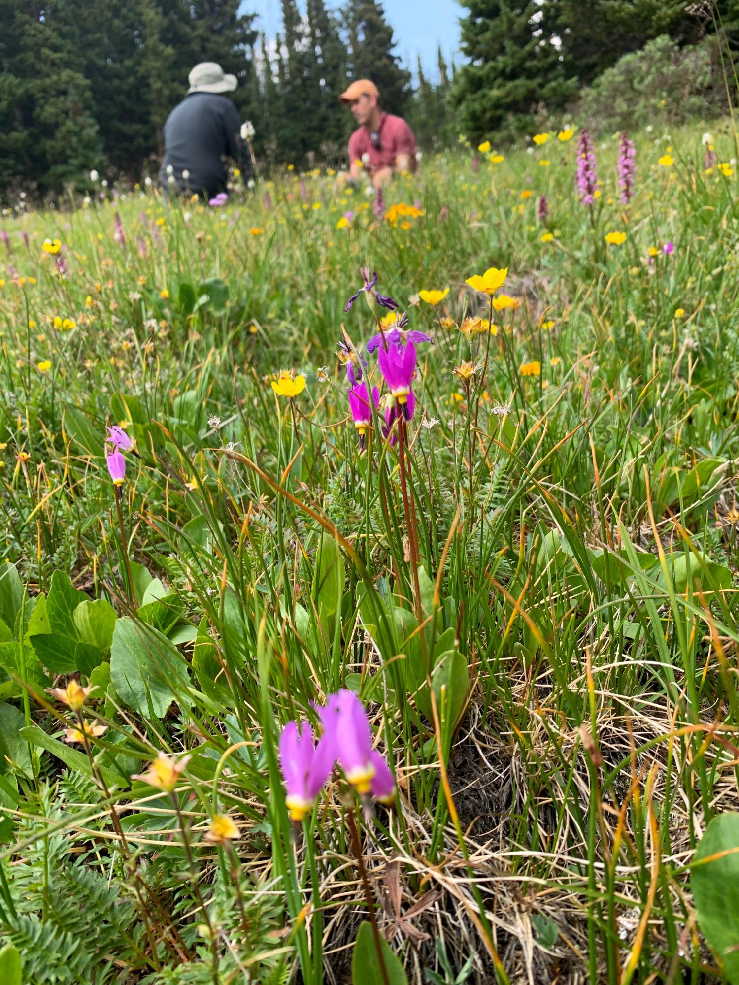 The top halves of two people are visible in a subalpine meadow with bright pink, yellow, and orange flowers