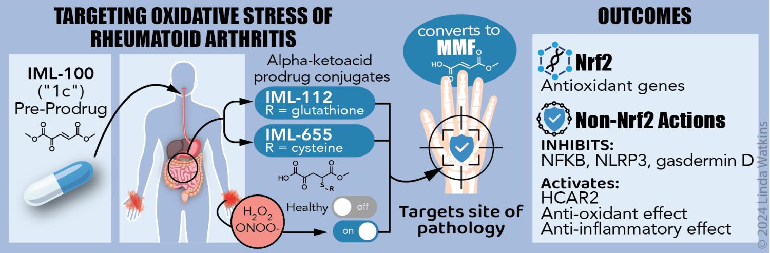 A refined diagram with imagery and minimal text showing key steps of drugs targeting of oxidative stress of rheumatoid arthritis and outcomes (Linda Watkins).