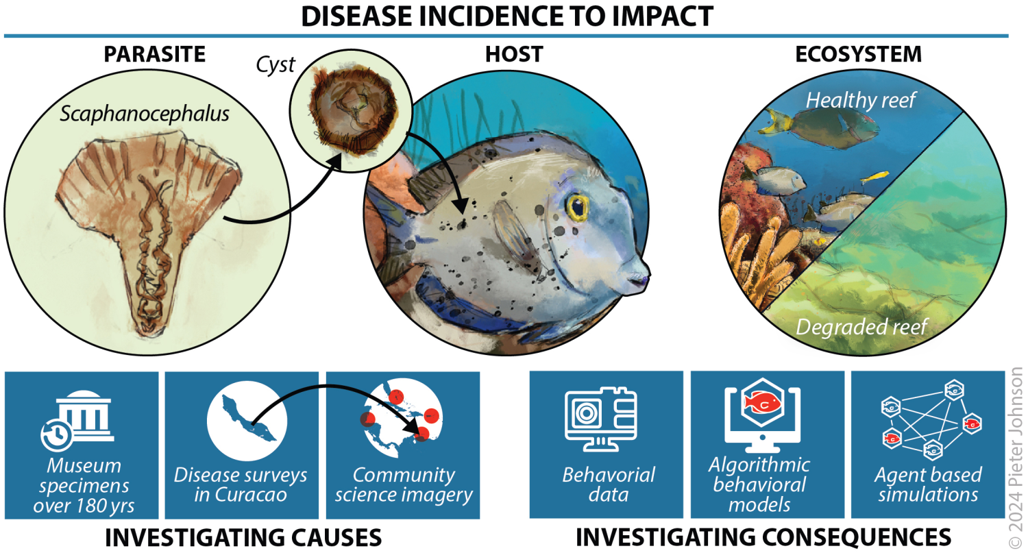 Complex diagram that helps summarize one aspect of research on black spot syndrome in ocean surgeonfish. Large circles show parasite, host, and ecosystem. Sets of boxes illustrate ways of investigating causes and consequences of the disease (Pieter Johnson).